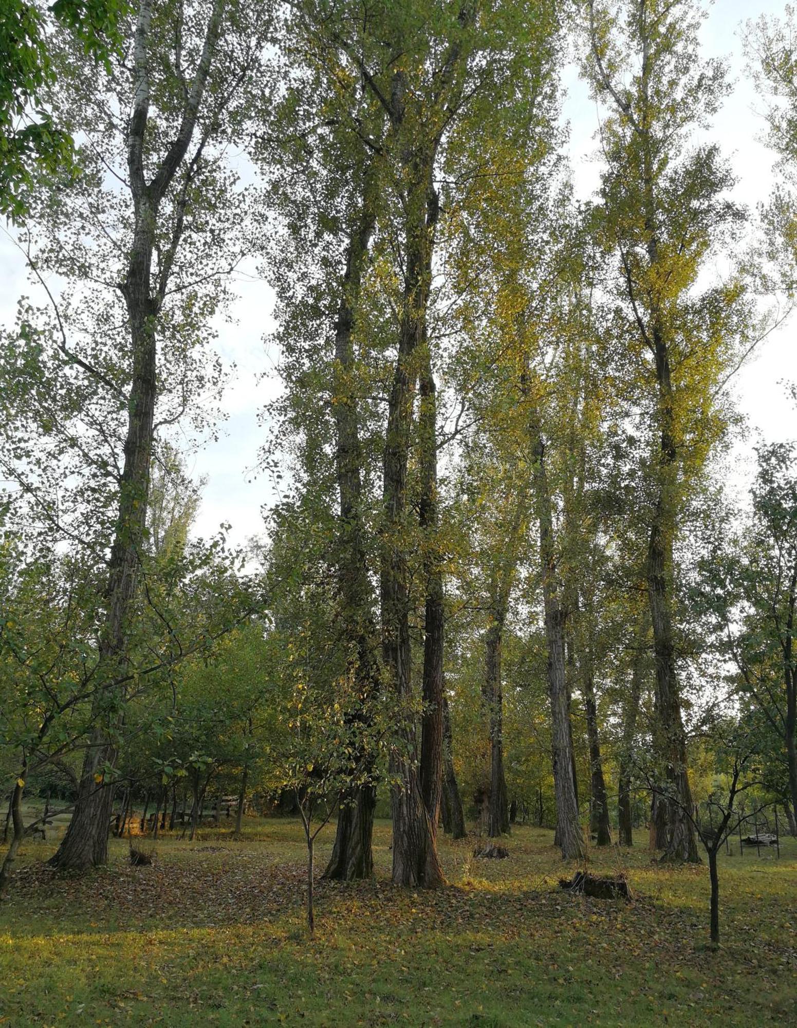 Casa De Vacanta Alina Prundul Birgaului Luaran gambar